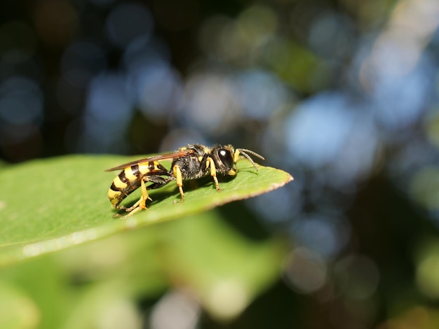 Primer plano de una avispa en una hoja con un fondo bokeh