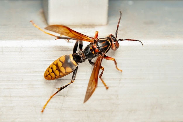 Primer plano de un avispón gigante asiático o un avispón gigante japonés Vespa mandarinia japonica En japonés se le conoce como el oosuzumebachi, literalmente abeja gorrión gigante