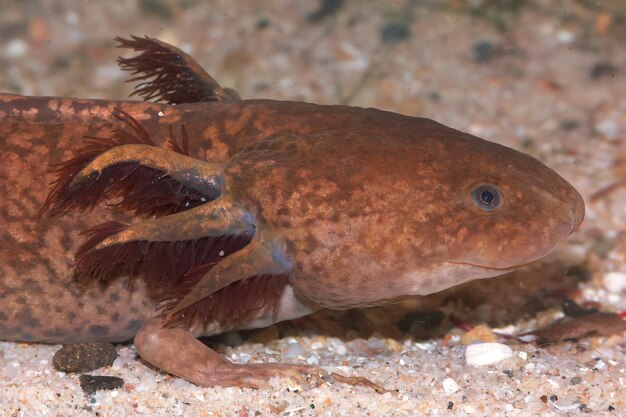 Foto un primer plano de un axolotl marrón acuático ambystoma mexicanum