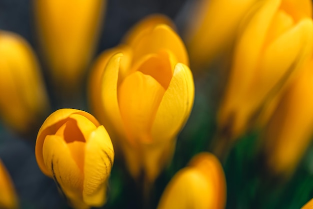 Primer plano de azafranes de flores de primavera en el jardín