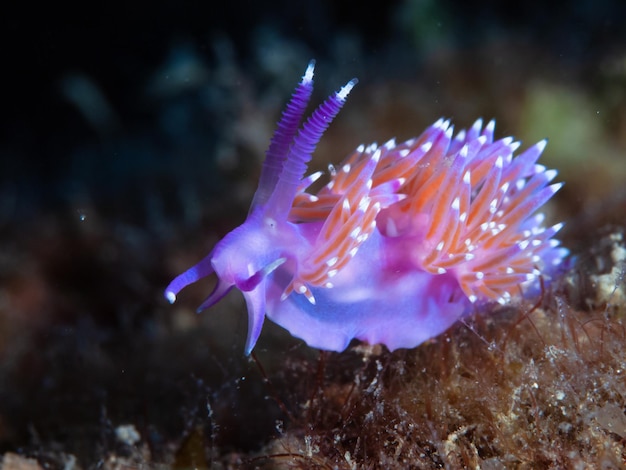 Primer plano de una babosa de mar mediterráneo