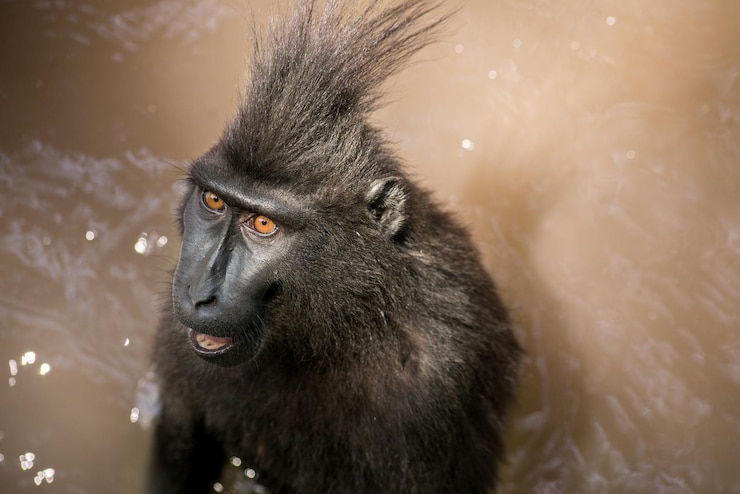 Foto primer plano de un babuino en el agua