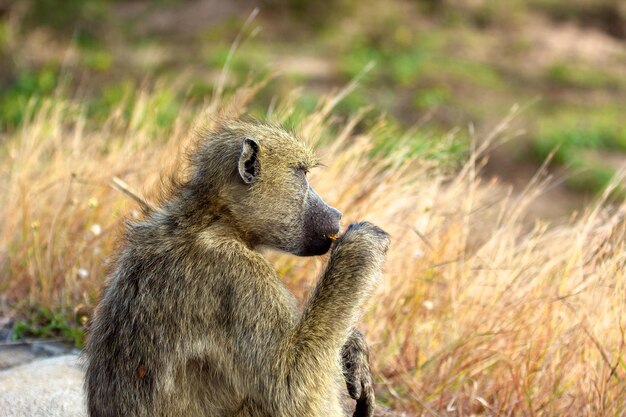 Un primer plano de un babuino sentado en la hierba.