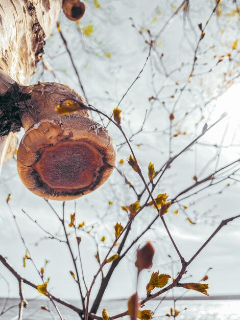 Foto primer plano de las bayas en el árbol