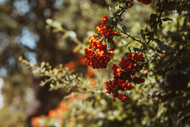 Foto primer plano de las bayas en el árbol