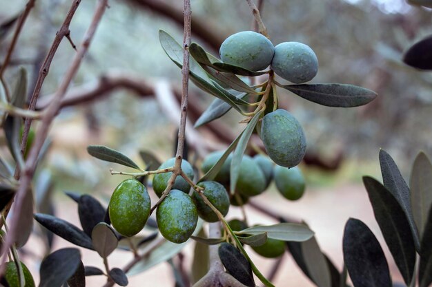 Foto primer plano de bayas de olivo en árbol frondoso