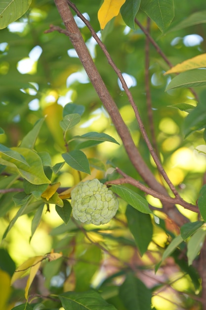 Foto primer plano de las bayas que crecen en el árbol