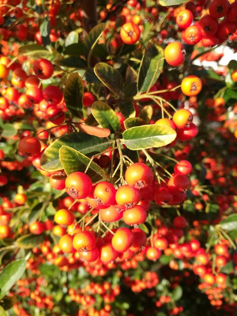 Foto primer plano de las bayas que crecen en el árbol