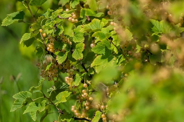 Foto primer plano de las bayas que crecen en el árbol