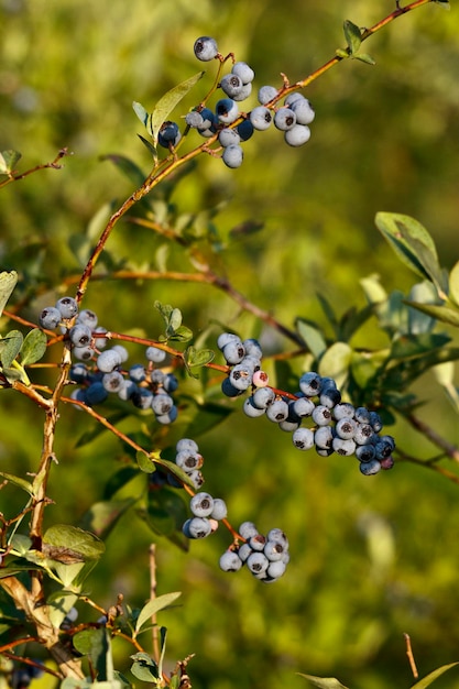 Foto primer plano de las bayas que crecen en el árbol