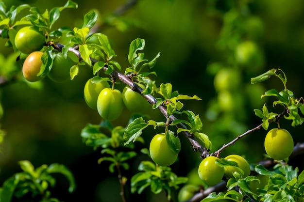 Primer plano de las bayas que crecen en el árbol