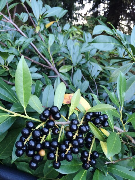 Primer plano de las bayas que crecen en el árbol