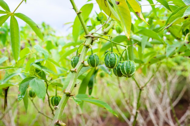 Foto primer plano de las bayas que crecen en el árbol