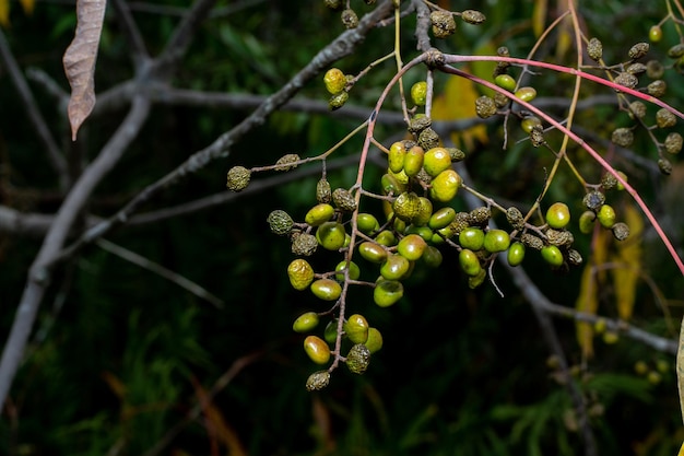 Primer plano de las bayas que crecen en el árbol