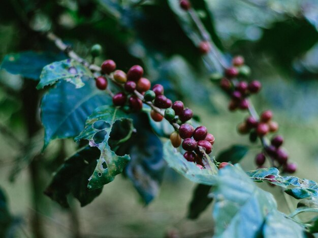 Foto primer plano de las bayas que crecen en el árbol