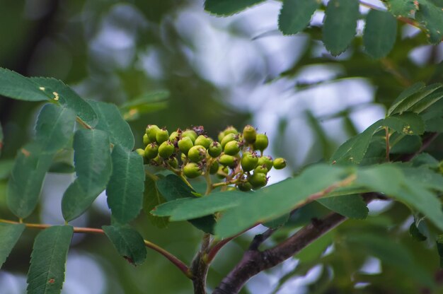 Primer plano de las bayas que crecen en el árbol