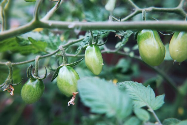 Foto primer plano de las bayas que crecen en el árbol