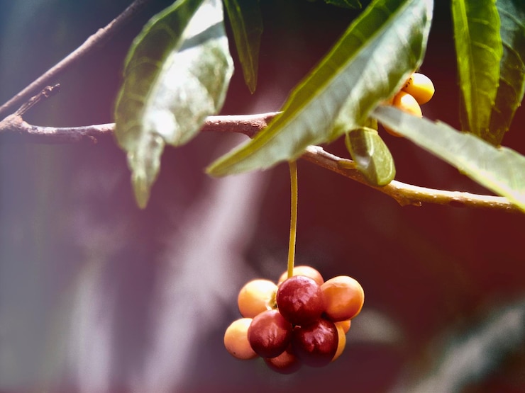 Foto primer plano de las bayas que crecen en la planta