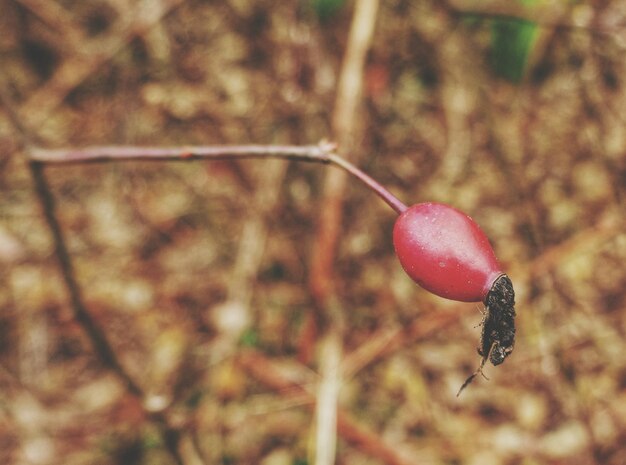 Foto primer plano de bayas rojas en el árbol