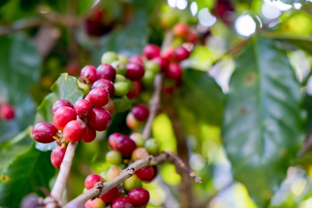 Foto primer plano de bayas rojas de café arábica en fincas y plantaciones de café en el norte de tailandia