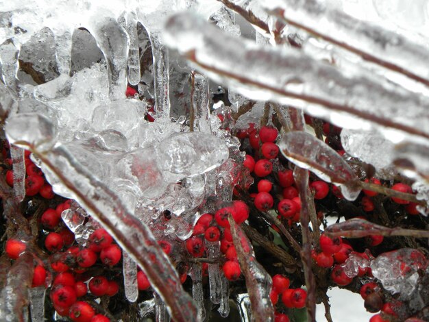 Primer plano de bayas rojas congeladas durante el invierno
