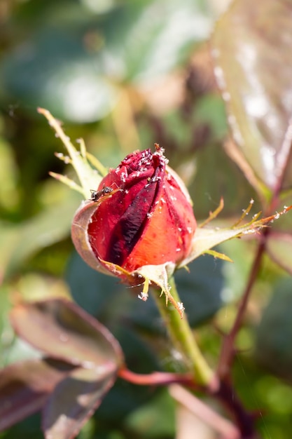 Foto primer plano de las bayas rojas en la planta