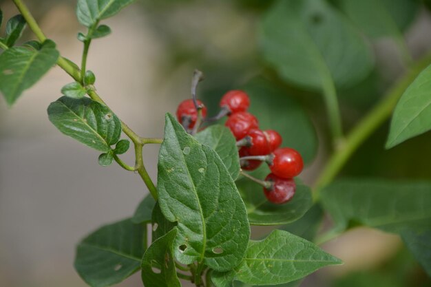 Foto primer plano de las bayas rojas en la planta