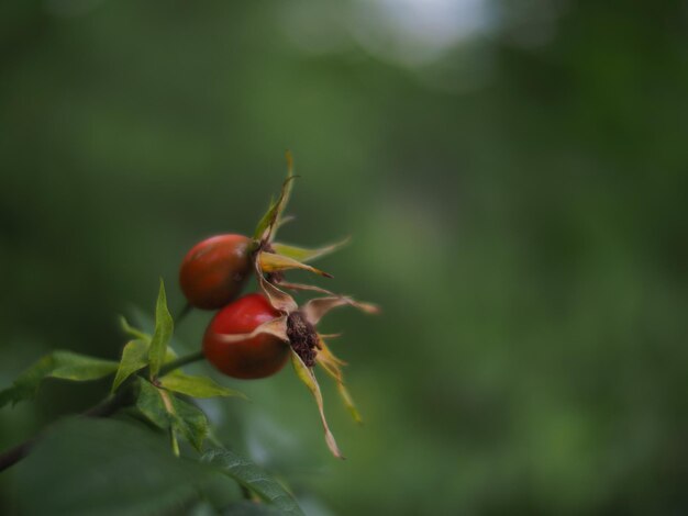 Foto primer plano de las bayas rojas en la planta