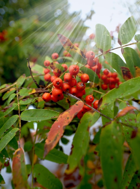 Primer plano de bayas rojas de Pyracantha en otoño Rama de pyracantha o cultivar Firethorn Planta de resplandor naranja Una hermosa naturaleza enfocada foto de bayas rojas y grandes hojas verdes y secas en un jardín