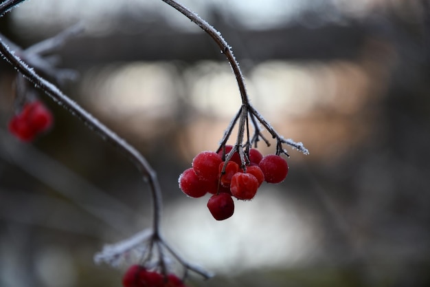 Foto un primer plano de las bayas rojas que crecen en el árbol