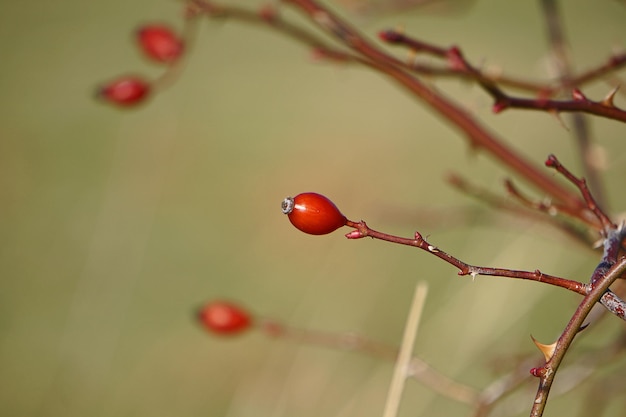 Foto un primer plano de las bayas rojas que crecen en el árbol