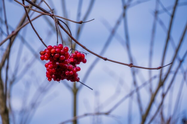 Un primer plano de las bayas rojas que crecen en el árbol