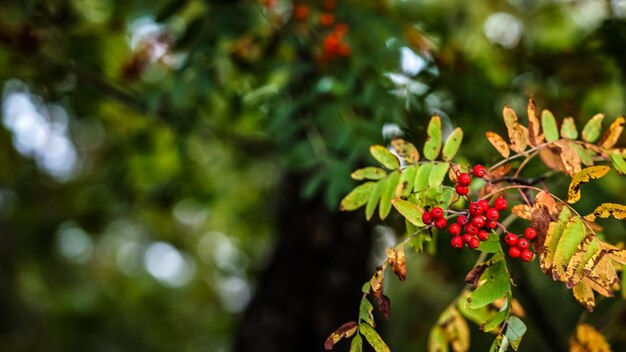 Foto un primer plano de las bayas rojas que crecen en el árbol