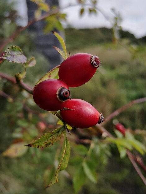 Foto un primer plano de las bayas rojas que crecen en el árbol