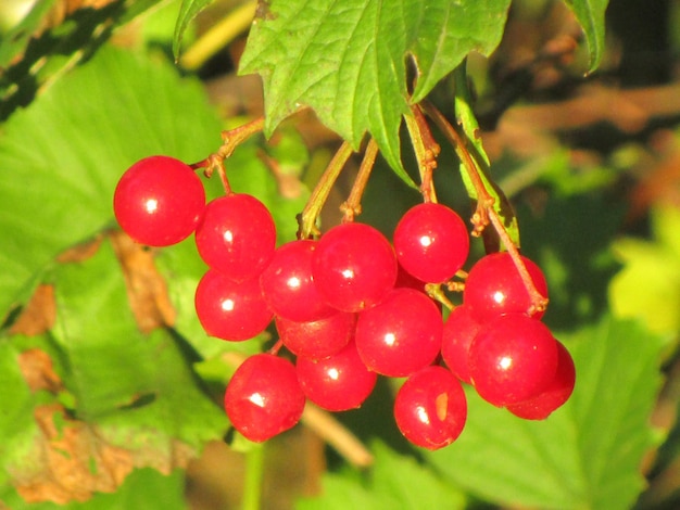 Foto un primer plano de las bayas rojas que crecen en el árbol