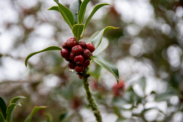 Foto primer plano de las bayas rojas que crecen en el árbol