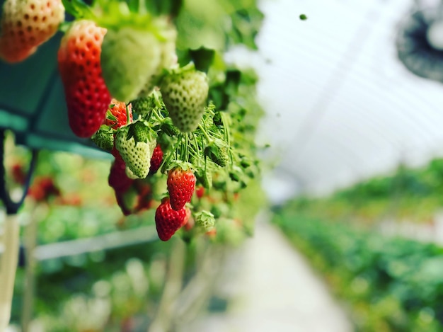 Primer plano de las bayas rojas que crecen en la planta