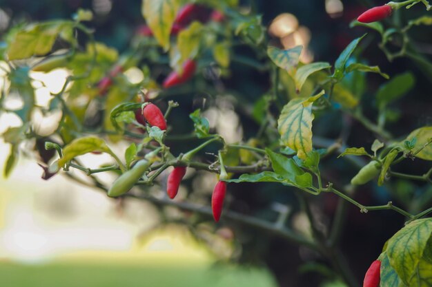 Foto primer plano de las bayas rojas que crecen en la planta