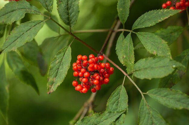 Primer plano de bayas de serbal maduras de color rojo anaranjado que crecen en racimos en las ramas de un árbol de serbal sobre fondo verde borroso