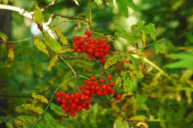 Primer plano de bayas de serbal rojo en una rama entre hojas verdes