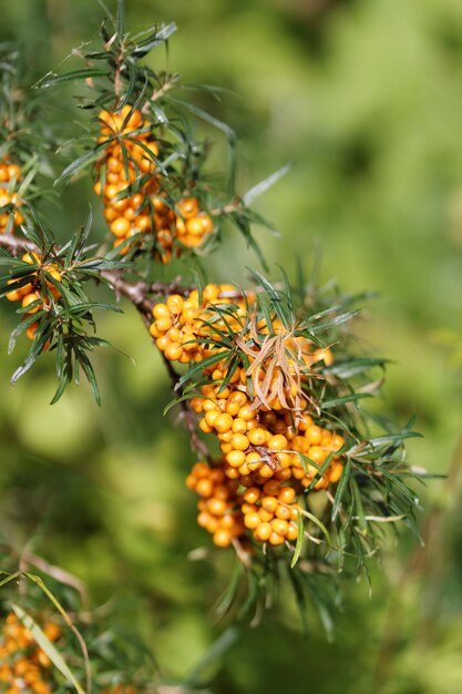 Foto primer plano de las bayas silvestres de naranja