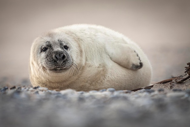 Foto primer plano de un bebé foca durmiendo