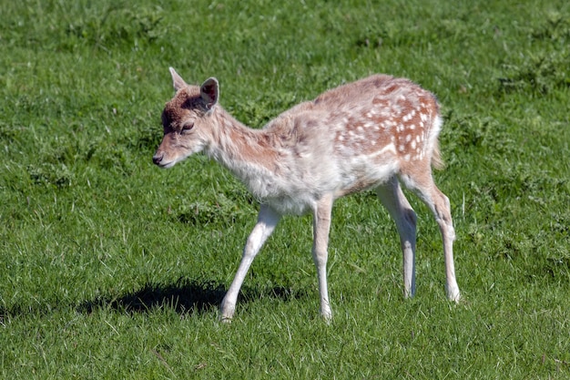 Primer plano de un bebé gamo (dama dama)