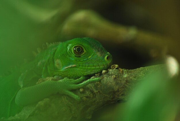 Foto primer plano de un bebé lagarto iguana verde escondido debajo de un árbol