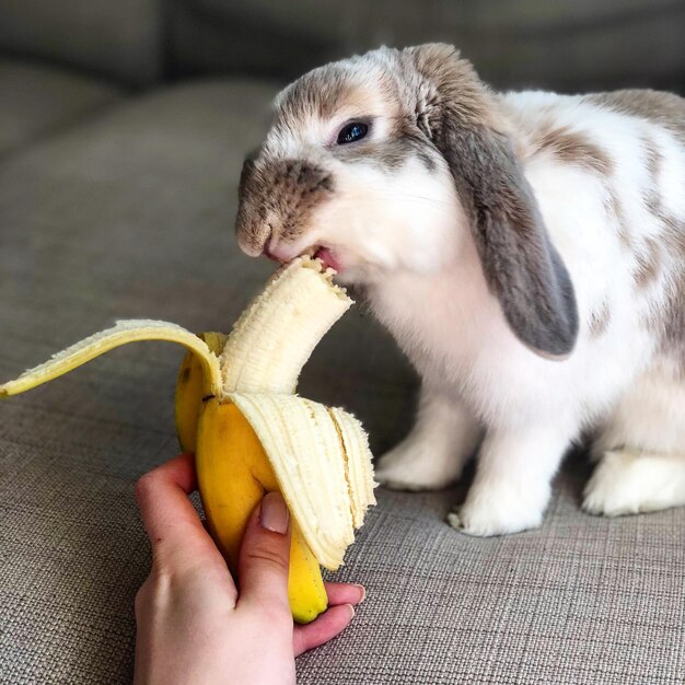 Foto primer plano de un bebé con la mano comiendo comida