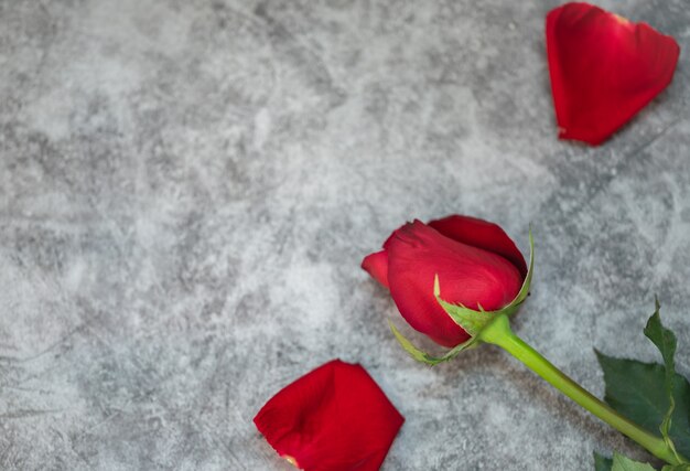 Primer plano de la belleza de la flor de la rosa roja en el espacio de copia tablewith hormigón blanco Usando como flora la naturaleza y el amor, el concepto de papel tapiz del día de San Valentín