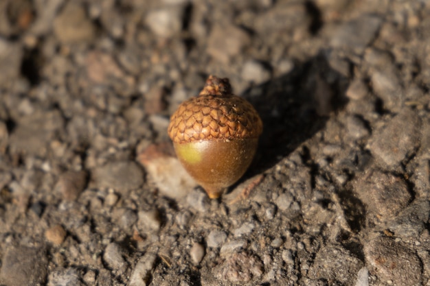 Foto primer plano de una bellota en el suelo