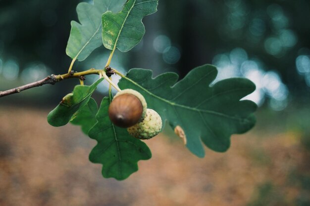 Foto primer plano de las bellotas en el árbol durante el otoño