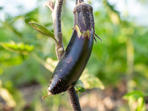 Primer plano de una berenjena que crece en un jardín en un día de verano. El cultivo de alimentos