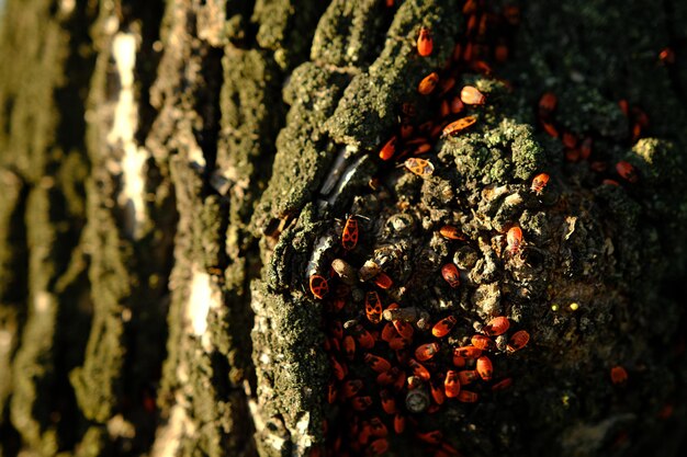 Un primer plano de bichos rojos en la corteza de los árboles en la luz del sol